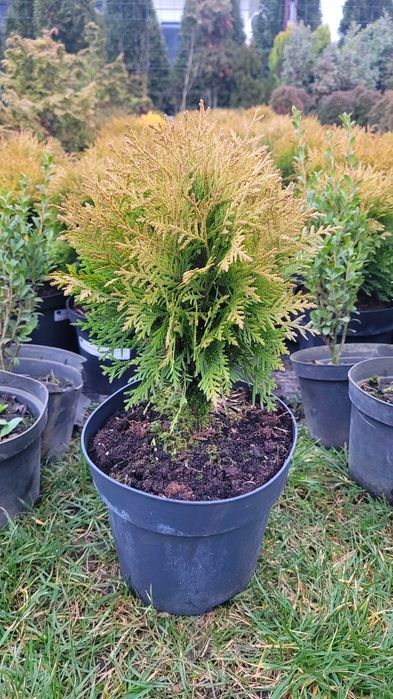 Tuja DANICA !!! Rośliny ze szkółki! PROMOCJA!!!