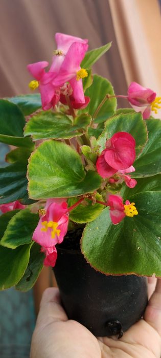 Продаю різні квіти