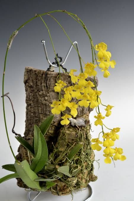 Орхідея Zelenkoa onusta