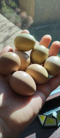 Яйця Фазана інкубаційні