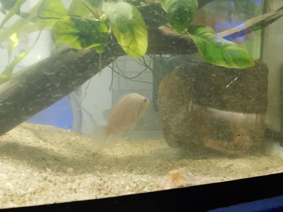 Pielęgnice zebra oddam