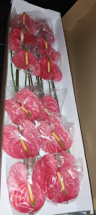 Anturios Flores - Caixa de 12 unidades