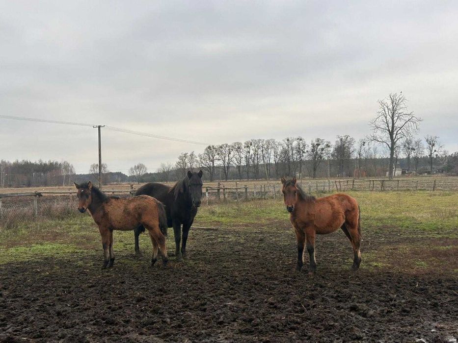 Sprzedam ogierki huculskie