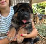 Cachorro Pastor Alemão Puro filho e neto de Campeões