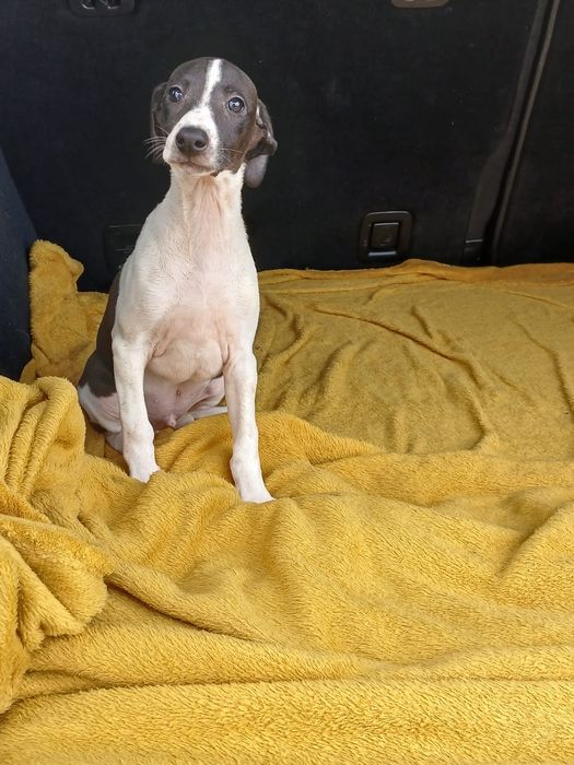Chart Angielski Whippet śliczny piesek