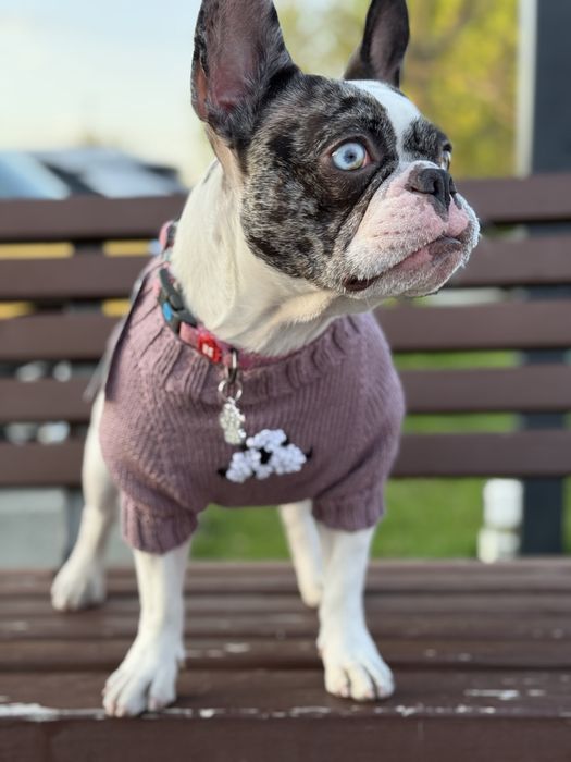 Светріки для собак, светріки ручної роботи для собак/стільни светріки