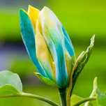 Магнолія Blue Opal, Black Tulip, сіянці, насіння