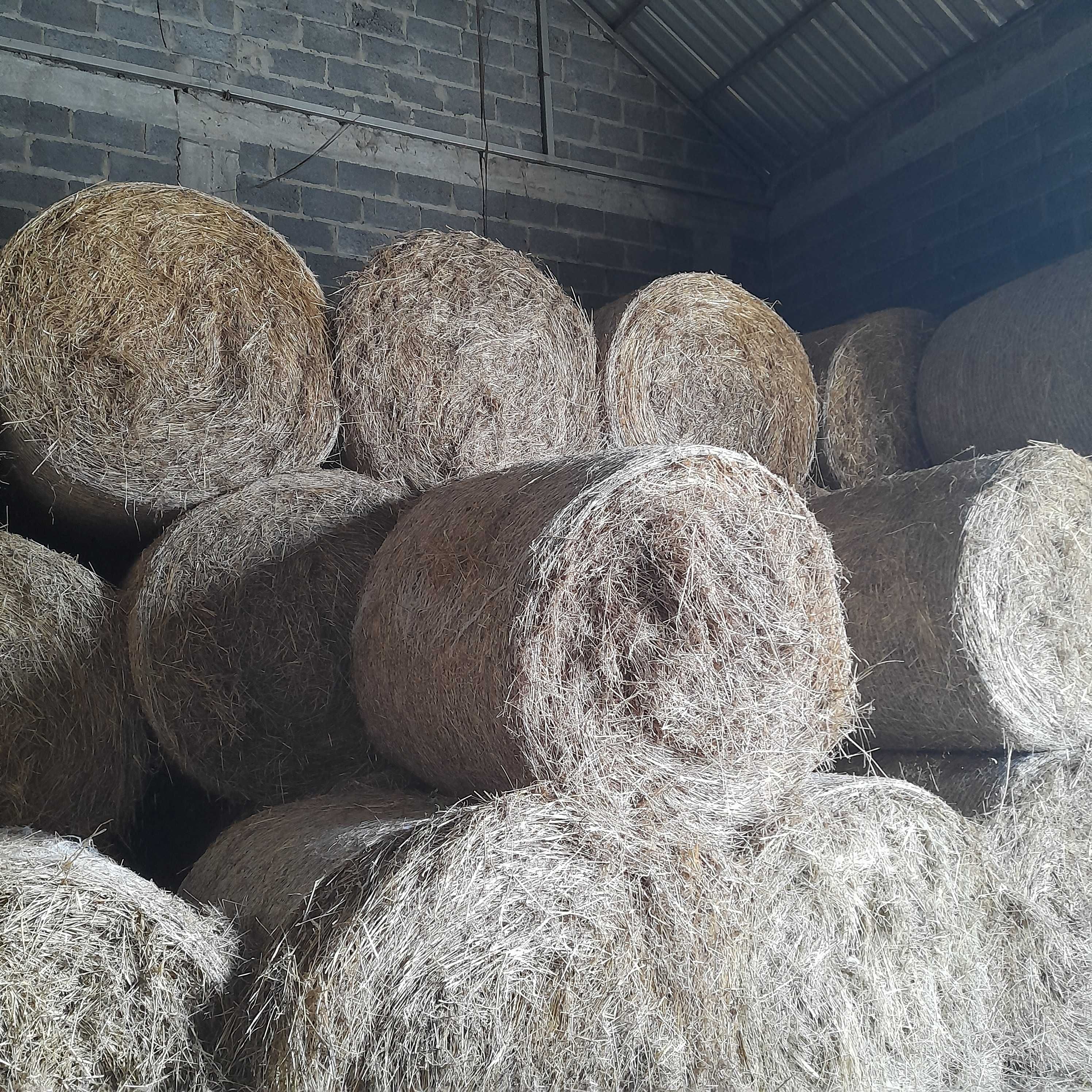 Siano 120x120 w belach ostatnie sztuki w tym sezonie