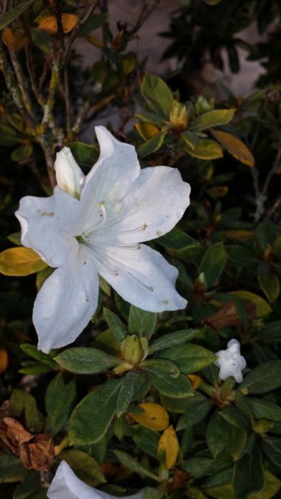 200 Azaleas