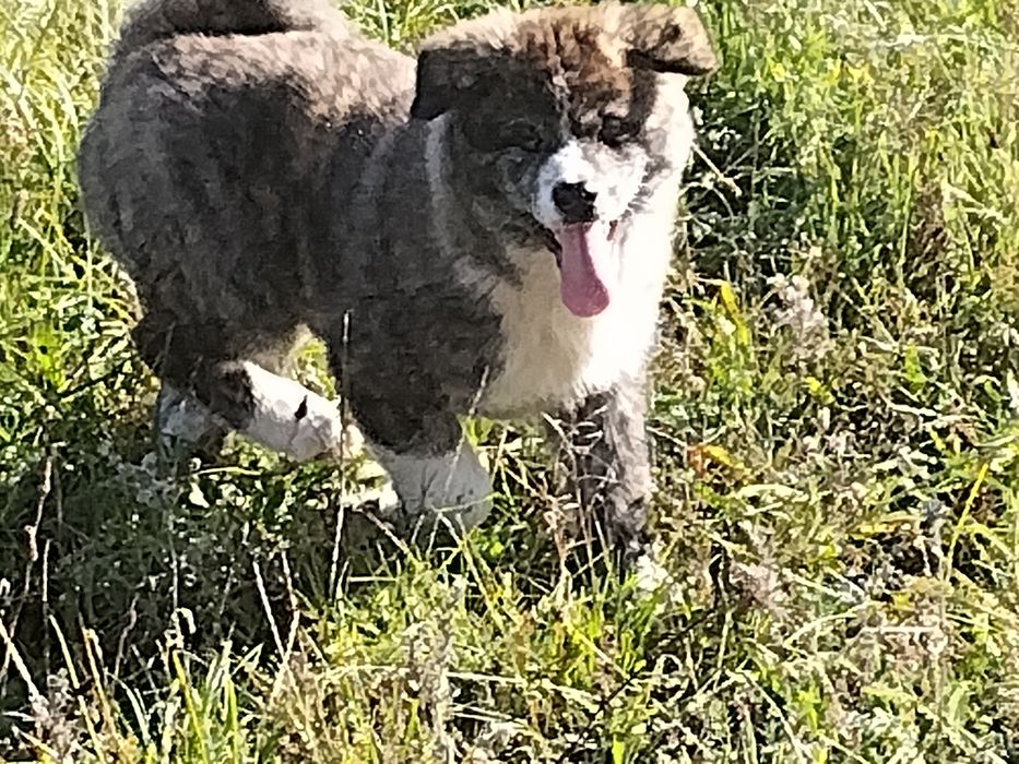 Szczeniak Japońska Akita Inu