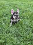 Buldog francuski