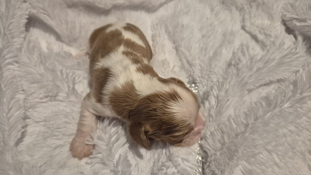 Cavalier King Charles spaniel DNA sunia