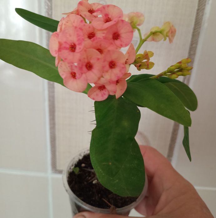 Молочай міля кімнатні квіти