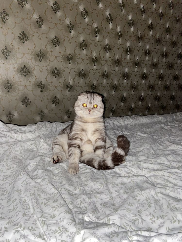 Вʼязка,шотландський веслоухий кіт