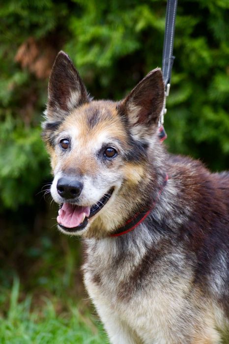 Bruno- łagodny i poczciwy staruszek do adopcji