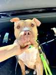 Pitbull Terrier, pitbul, amstaf, do adopcji, najsmutniejszy w schronis