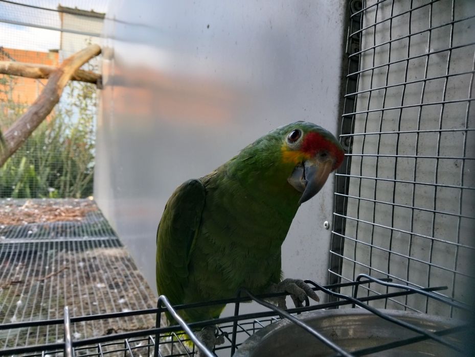 Papagaios amazonas e pionites