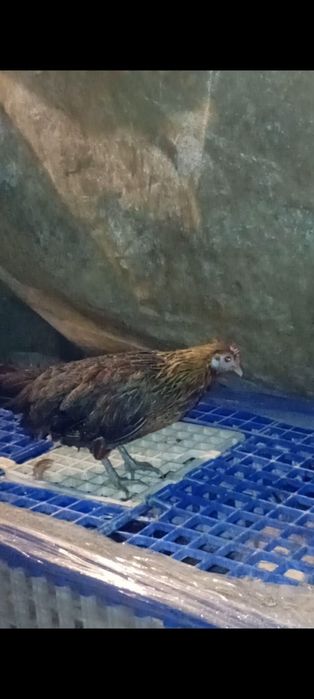 Galinhas Fênix douradas