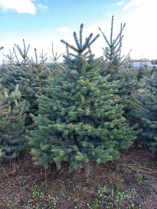 świerk srebrny,zielony  140-220cm PROMOCJA KUJ-POM