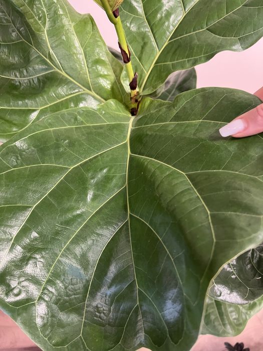 Фікус Лірата 180 см. висота