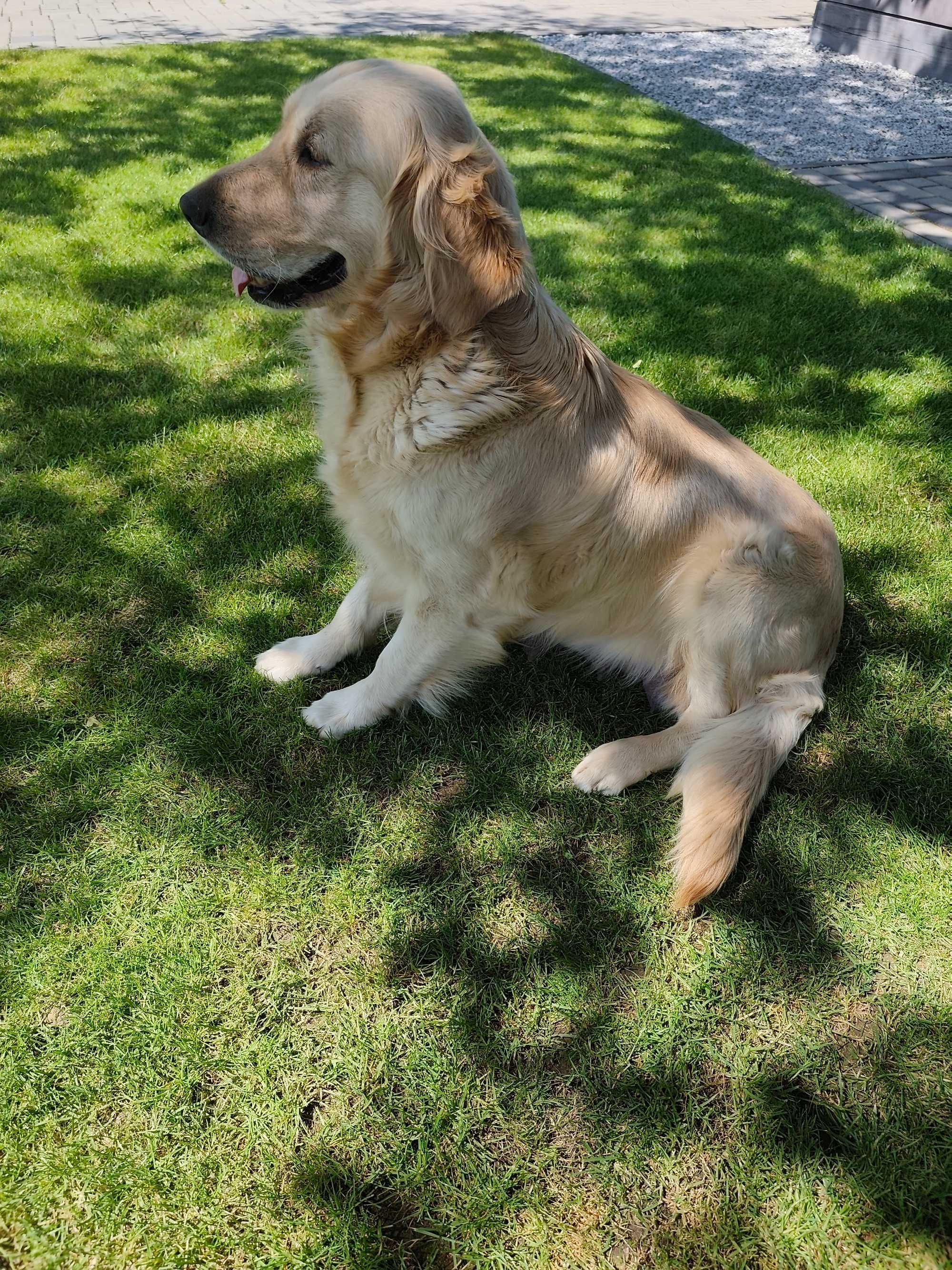 Golden Retriever