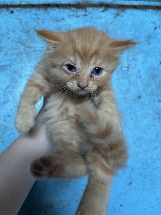 Котенята в хороші руки ! Риженьке , сірі , чорні  , біле ,
