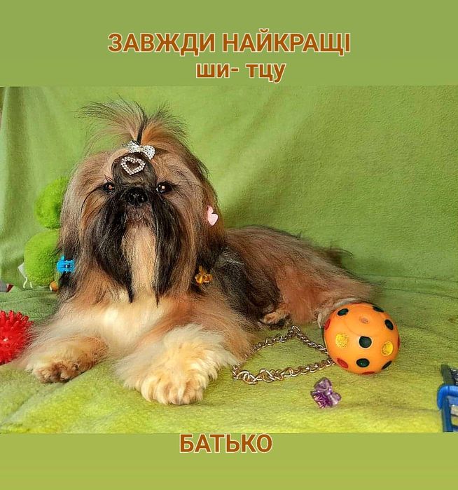 Чекають ши-тцу вже  підрощені-вже залишилося двоє-дівчинка і хлопчик