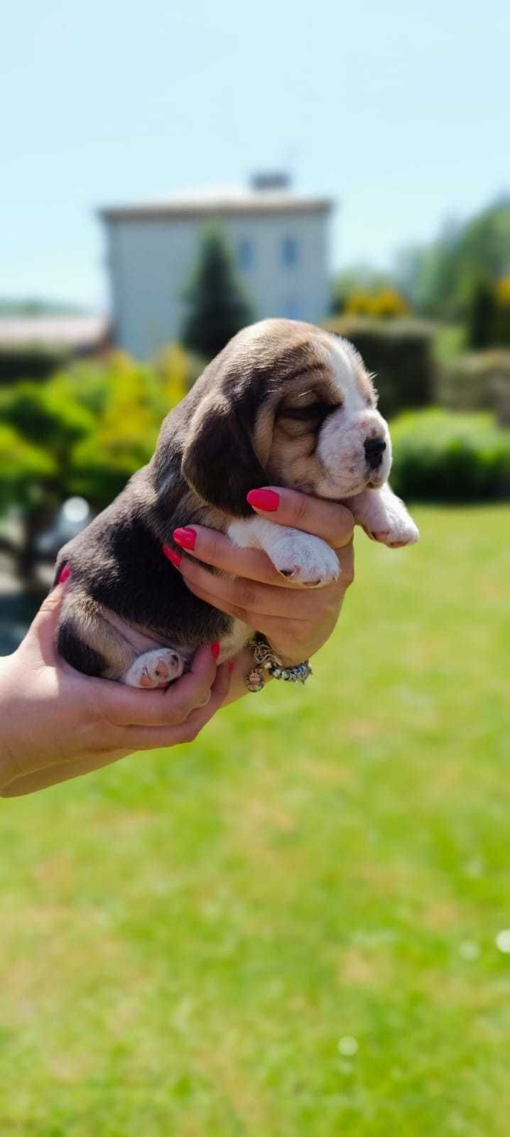 Beagle tricolor ZKwP (FCI)