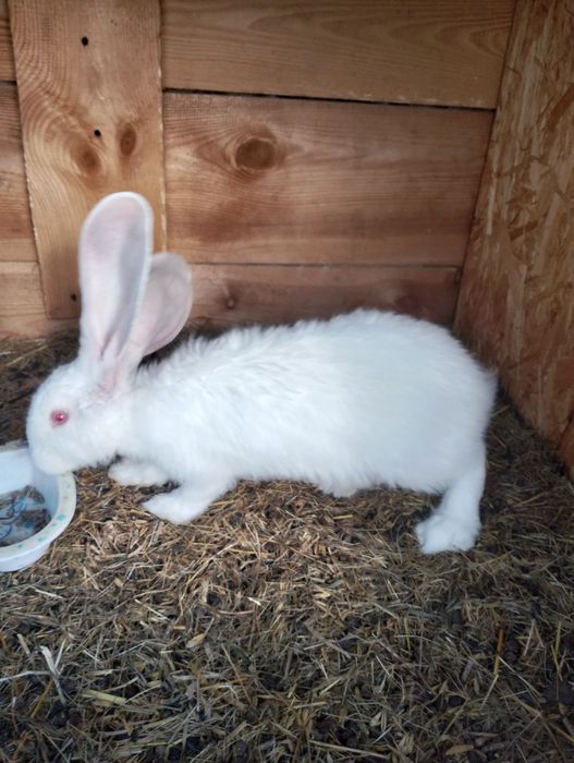 Królik olbrzym belgijski samiec