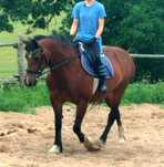 Sprzedam klacz welsh cob