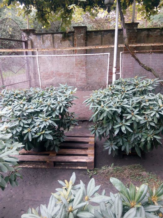 Рододендрон \Mogambo\ вис 120-140см\Крупномiр\12500гр.