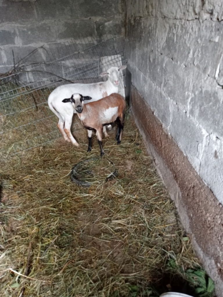 Kozy i owce mięsne i mleczne