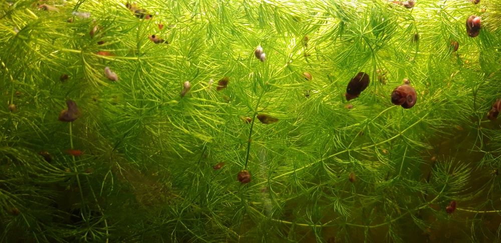 Продам роголистник