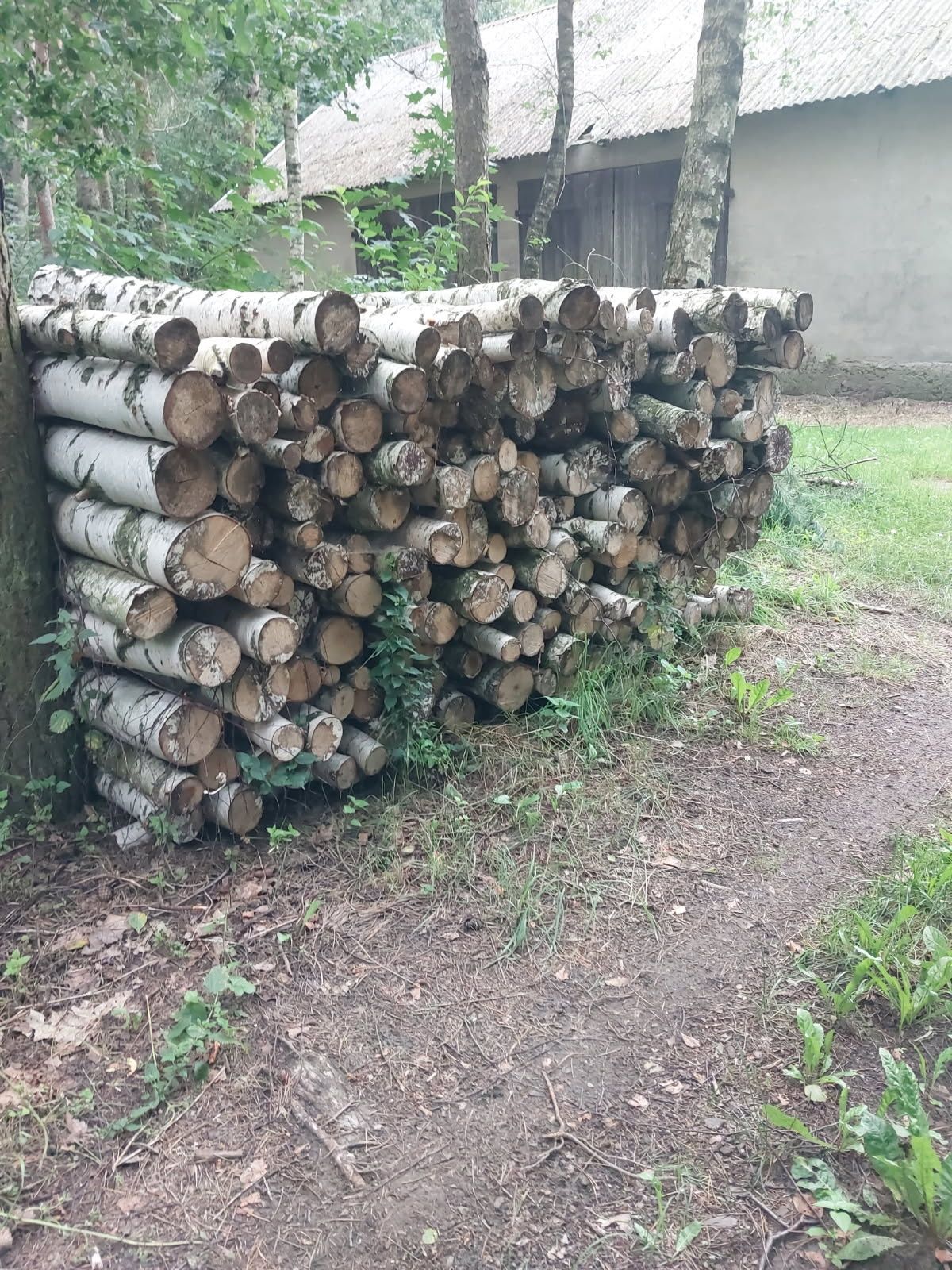 Drewno opałowe brzozowe o sosnowe