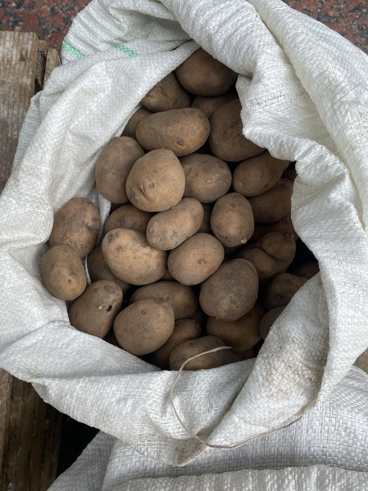 Продам картоплю смачна