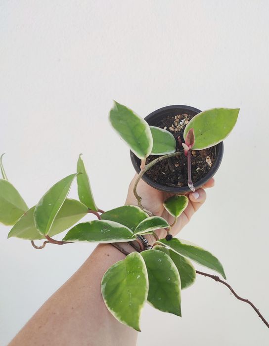 Hoya Krimson Queen - Flor de Cera