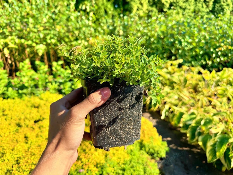 Tawuła japońska 'Japanese Dwarf' Miniaturka (Spiraea) Poj. 1.0L