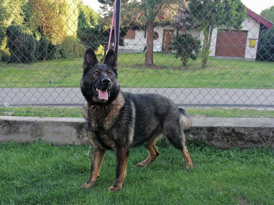 owczarek niemiecki   suka uzytkowa