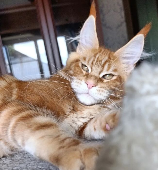 Малыши мейн-кун с документами