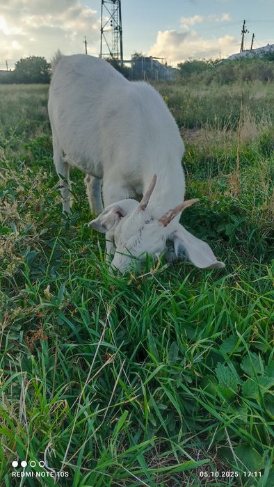 Молодые козочки.