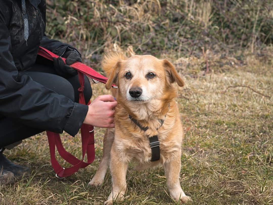 Puchaty beżowy Nugat do adopcji - piesek z posturą jamnika szuka domu