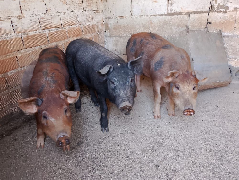 Porcos com 3 arrobas