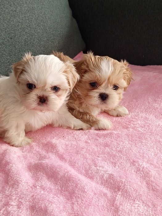 Śliczne dziewczynki shih tzu