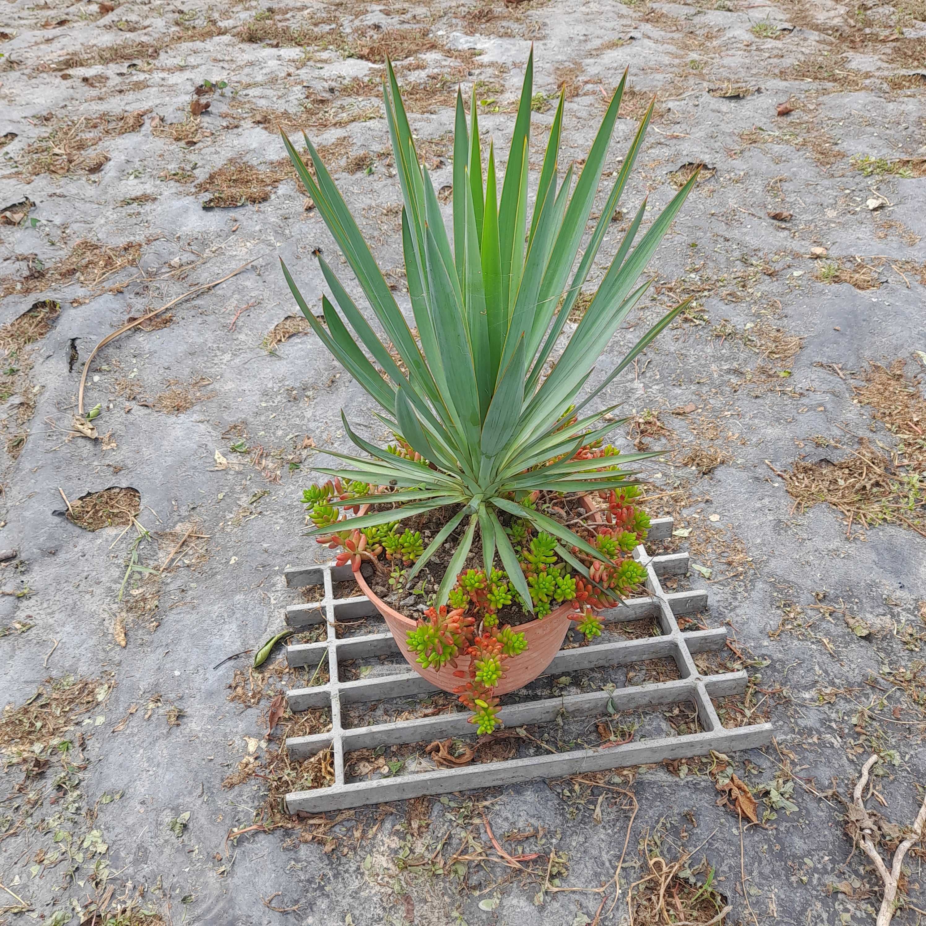 Yucca filamentosa