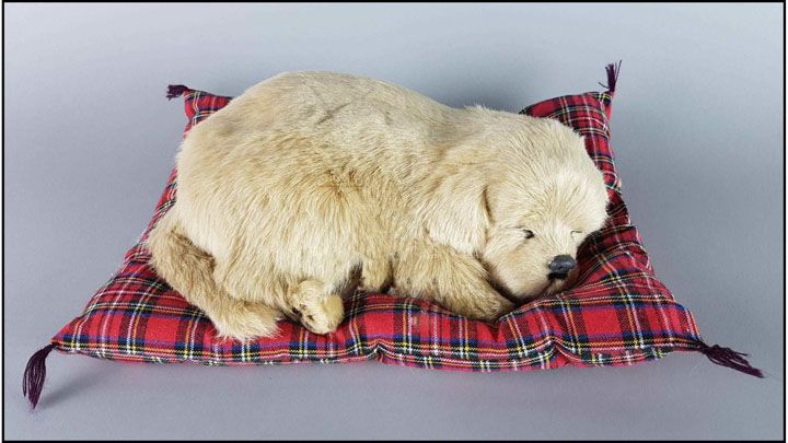 PIES Śpiący Na Poduszce Duży Piesek Labrador
