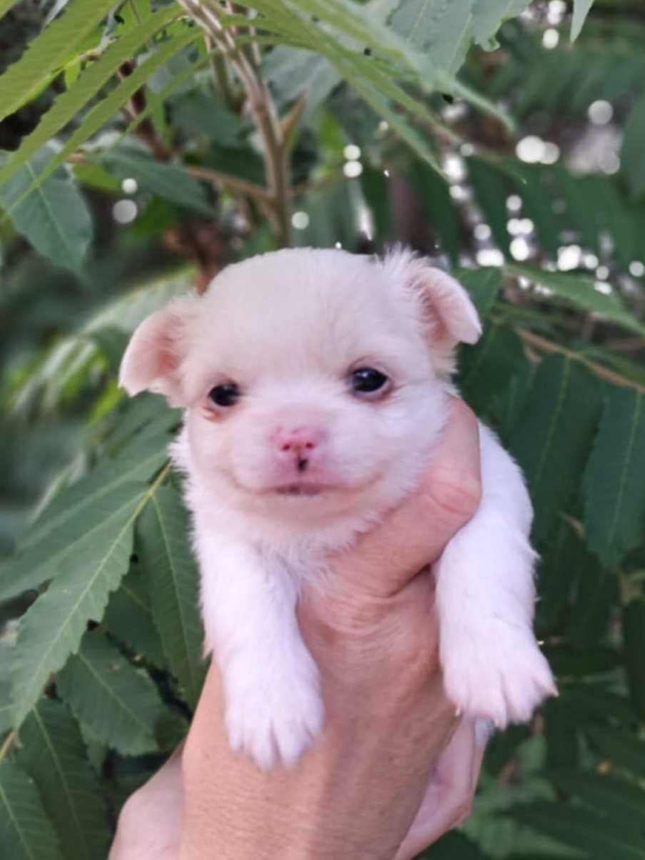 Chihuahua długowłosy , prześliczny piesek ZKwP