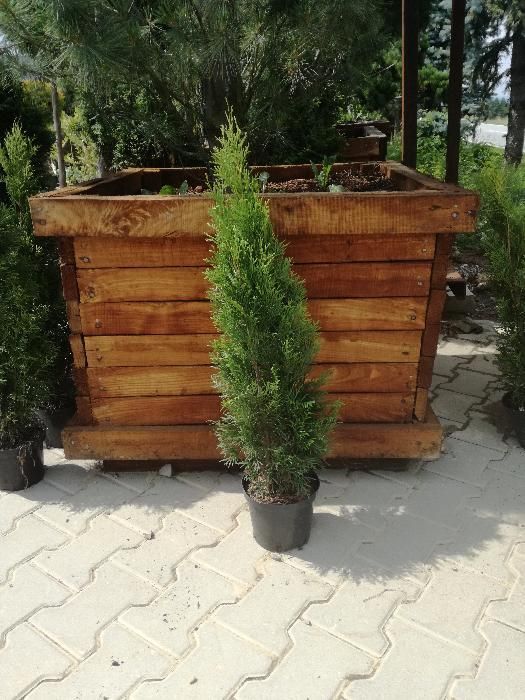 Thuja Szmaragd 55-70cm, od producenta