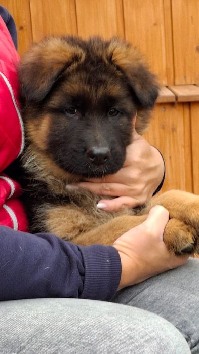 Owczarek niemiecki długowłosy