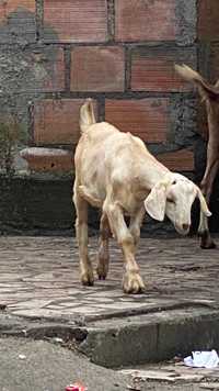 Vendo cabrito boer