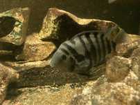 Pielegnice zebry
